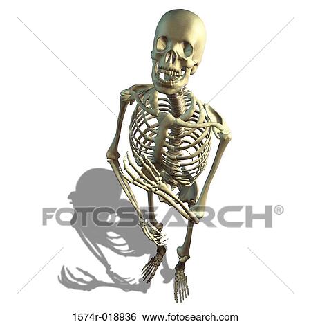 High angle view of a human skeletal system View Large Illustration Stock Illustration - High angle view of a human skeletal system. Fotosearch