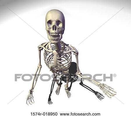 High angle view of the human skeleton View Large Illustration Clipart - High angle view of the human skeleton. Fotosearch