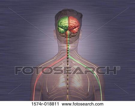 Clip Art - Human Brain. Fotosearch
