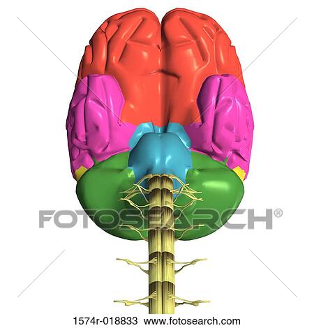 Drawing - Human Brain. Fotosearch