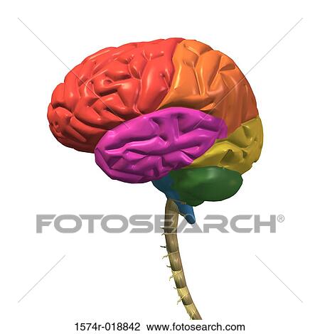 Human Brain View Large Illustration Drawing - Human Brain. Fotosearch