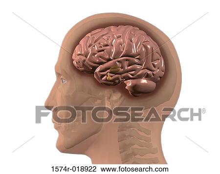 Drawing - Human Brain. Fotosearch