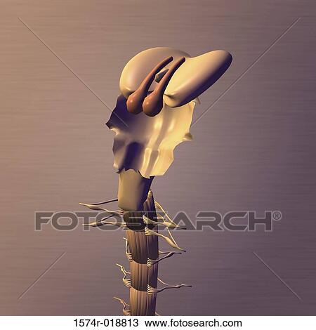Human Brain Stem View Large Illustration Drawing - Human Brain Stem. Fotosearch