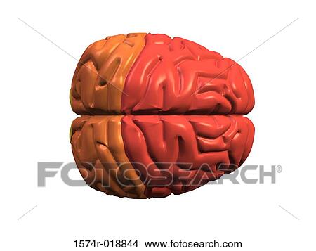Stock Illustration - Human Brain. Fotosearch