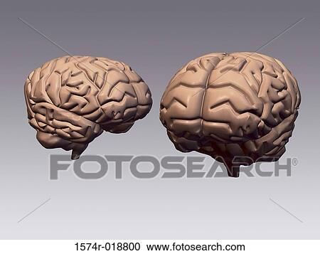 Human Brains View Large Illustration Clipart - Human Brains. Fotosearch