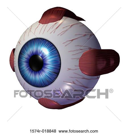 Stock Illustration - Human Eye. Fotosearch