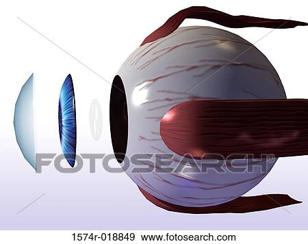 Stock Illustration - Human Eye. Fotosearch