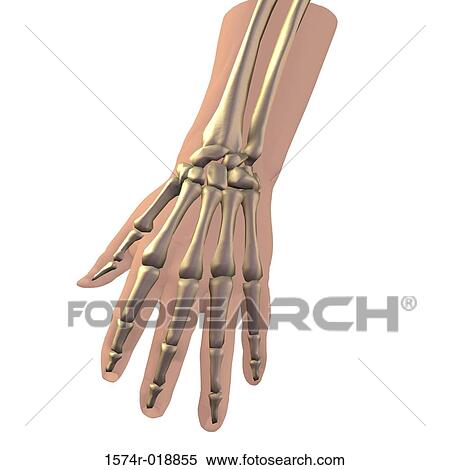 Stock Illustration - Human Hand. Fotosearch