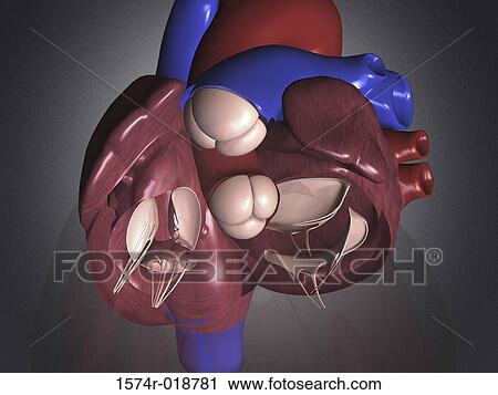 Clip Art - Human Heart. Fotosearch