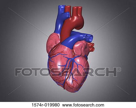 Clipart - Human Heart. Fotosearch