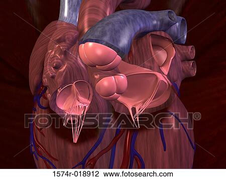 Drawing - Human Heart. Fotosearch