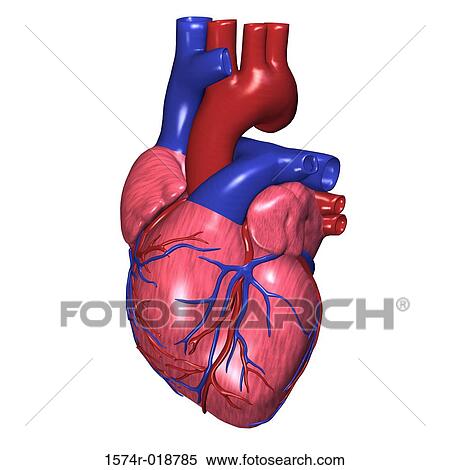 Human Heart View Large Illustration Stock Illustration - Human Heart. Fotosearch