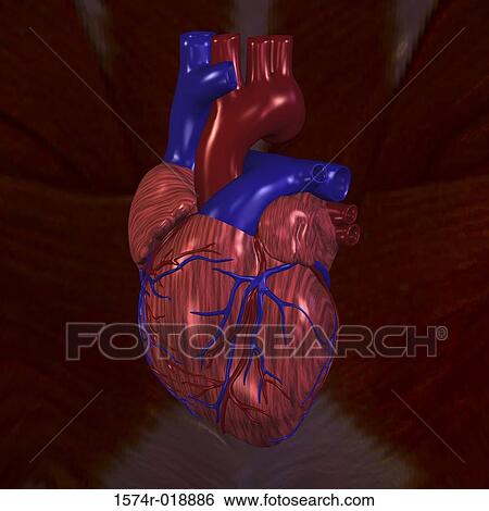 Stock Illustration - Human Heart. Fotosearch