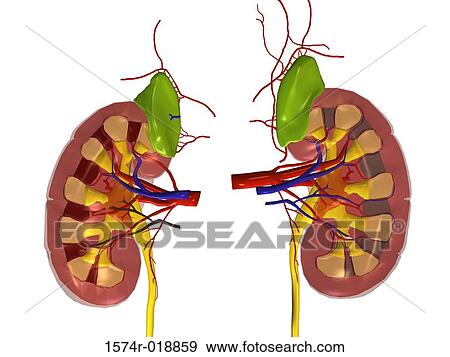 Human Kidneys View Large Illustration Stock Illustration - Human Kidneys. Fotosearch