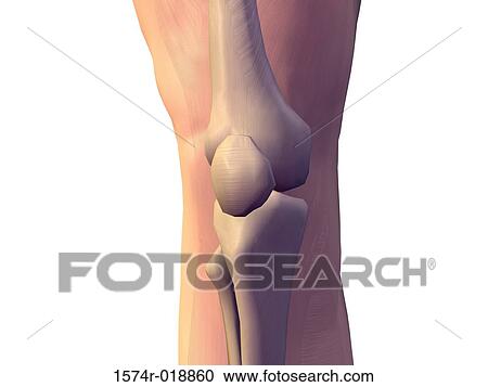 Human Knee Bones View Large Illustration Clipart - Human Knee Bones. Fotosearch