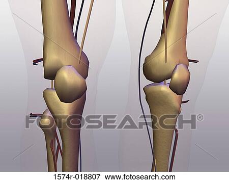 Human Knee Bones View Large Illustration Stock Illustration - Human Knee Bones. Fotosearch