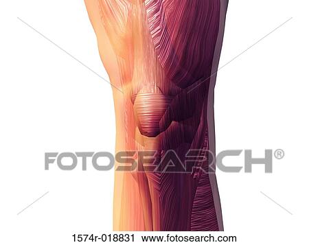 Human Knee Muscles View Large Illustration Clip Art - Human Knee Muscles. Fotosearch