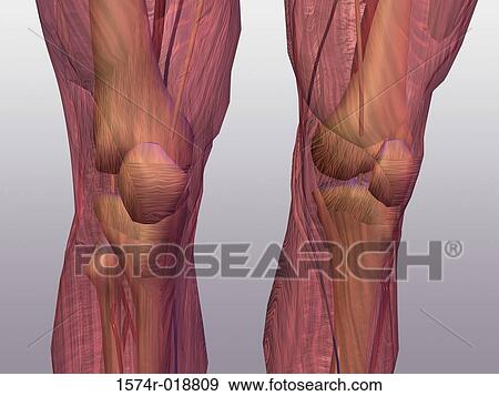 Stock Illustration - Human Knee Muscles. Fotosearch
