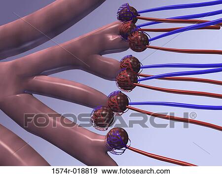 Stock Illustration - Human Lung Alveoli. Fotosearch