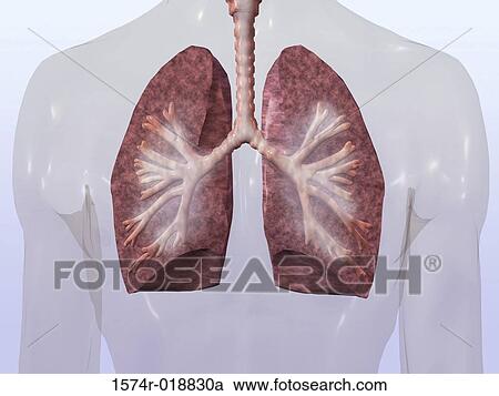 Clipart - Human Lungs. Fotosearch