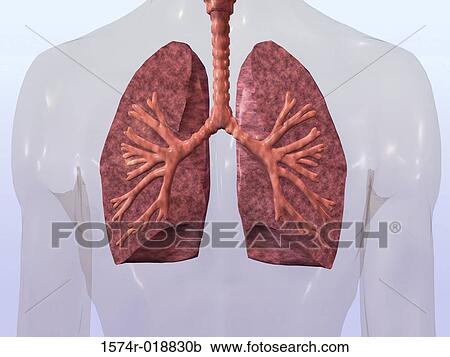 Human Lungs View Large Illustration Clipart - Human Lungs. Fotosearch