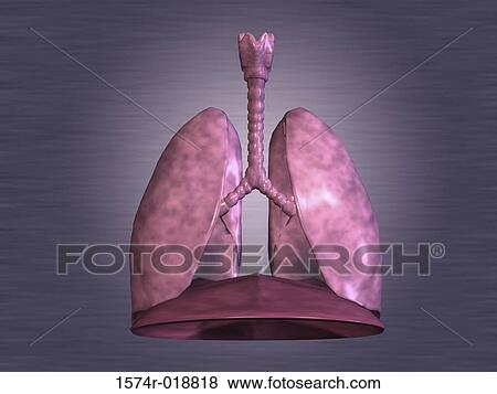 Stock Illustration - Human Lungs. Fotosearch