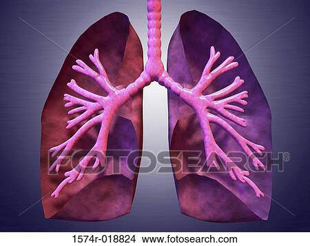 Human Lungs View Large Illustration Stock Illustration - Human Lungs. Fotosearch