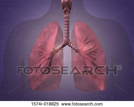 Human Lungs View Large Illustration Stock Illustration - Human Lungs. Fotosearch