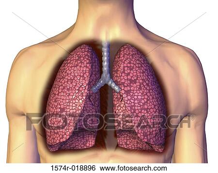 Stock Illustration - Human Lungs. Fotosearch