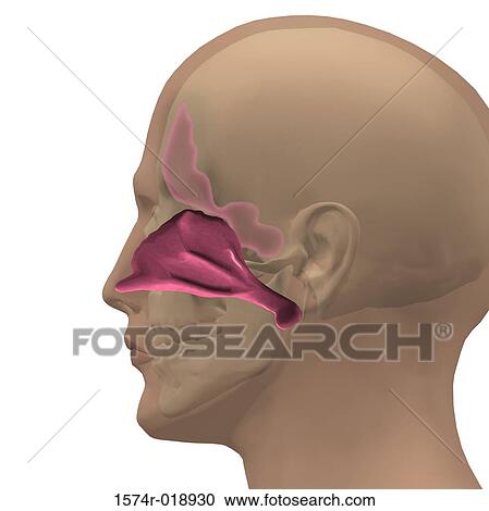 Human Nasal Cavity View Large Illustration Clipart - Human Nasal Cavity. Fotosearch