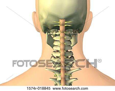 Human Neck View Large Illustration Stock Illustration - Human Neck. Fotosearch
