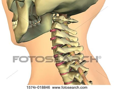 Stock Illustration - Human Neck. Fotosearch