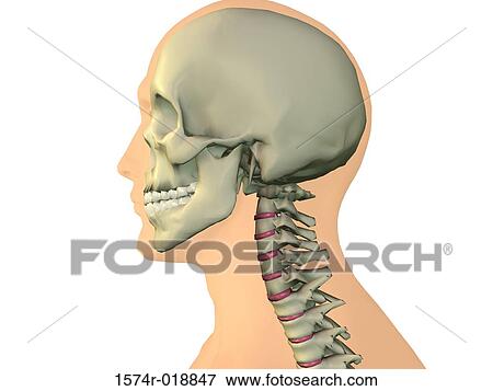 Stock Illustration - Human Neck. Fotosearch
