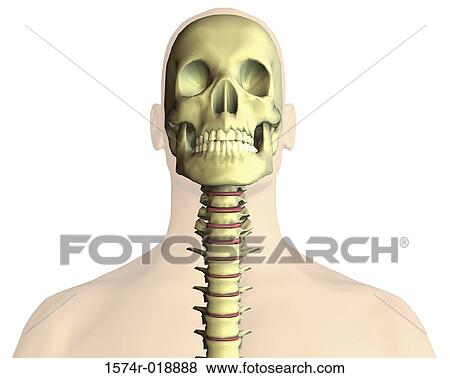 Stock Illustration - Human Neck. Fotosearch