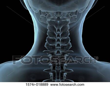 Human Neck View Large Illustration Stock Illustration - Human Neck. Fotosearch