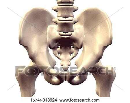 Stock Illustration - Human Pelvis. Fotosearch