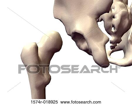 Stock Illustration - Human Pelvis. Fotosearch