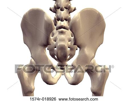 Stock Illustration - Human Pelvis. Fotosearch
