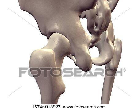 Stock Illustration - Human Pelvis. Fotosearch