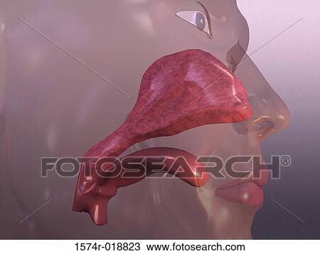 Drawing - Human Respiratory System. Fotosearch