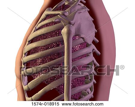 Stock Illustration - Human Ribs. Fotosearch