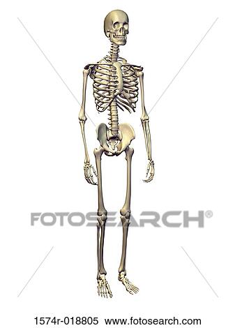 Stock Illustration - Human Skeletal System. Fotosearch