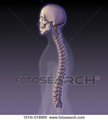 Clipart - Human Spine. Fotosearch