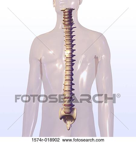 Human Spine Drawing | 1574r-018902 | Fotosearch