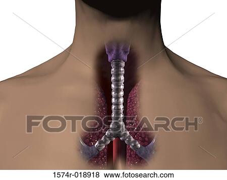 Human Trachea View Large Illustration Stock Illustration - Human Trachea. Fotosearch