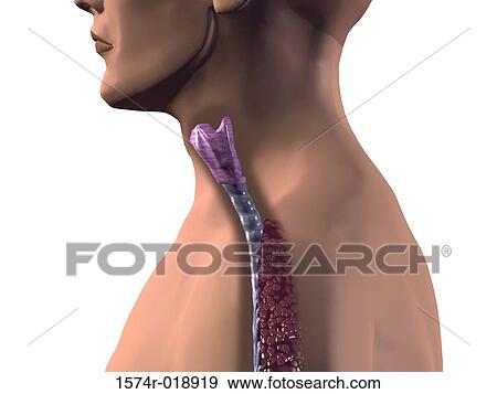Stock Illustration - Human Trachea. Fotosearch