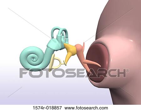 Inner Ear View Large Illustration Stock Illustration - Inner Ear. Fotosearch