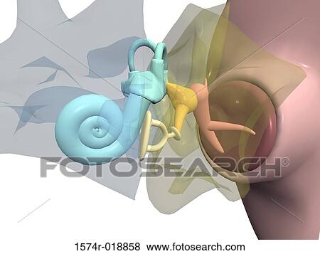 Inner Ear View Large Illustration Stock Illustration - Inner Ear. Fotosearch
