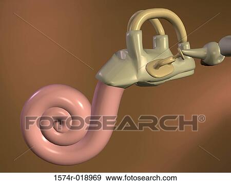 Stock Illustration - Inner Ear. Fotosearch