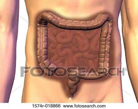 Large Intestine View Large Illustration Stock Illustration - Large Intestine. Fotosearch